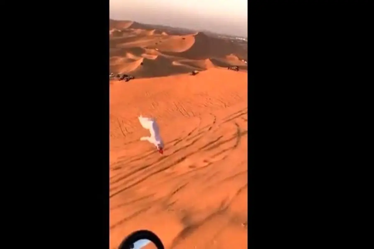 عرب پرنده در دشت آفرود امارات+ فیلم
