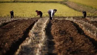 اعزام کارمندان و کارگران به مناطق کشاورزی | کره‌شمالی به جنگ خشکسالی رفته است