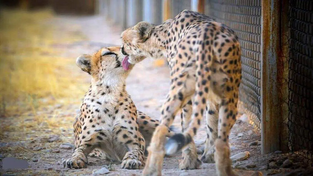 چالش برای احیای ژن یوز ایرانی؛ یک توله‌ «ایران» مُرد و دو تای دیگر نر هستند