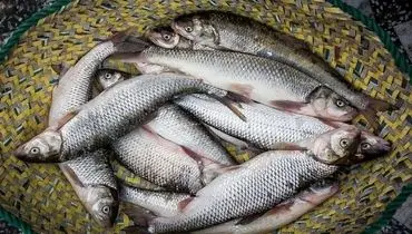 قیمت انواع ماهی در بازار چقدر است؟