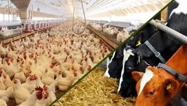 موافقت دولت با اختصاص تسهیلات بانکی به واحدهای تولیدی دام و طیور