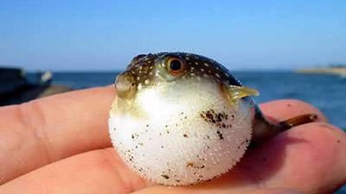 واکنش بادکنک ماهی هنگام خارج شدن از آکواریوم + فیلم