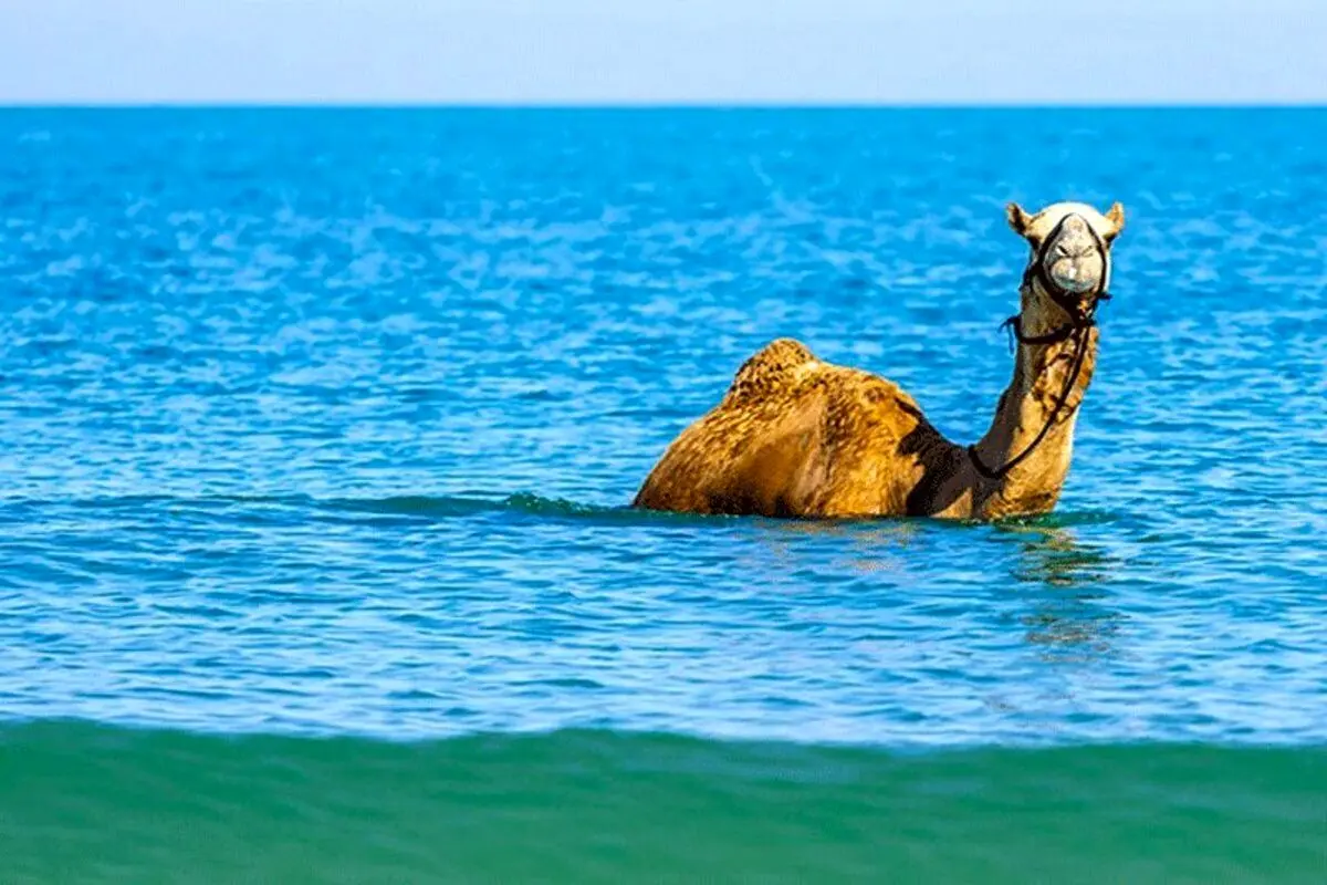 لحظه حیرت‌انگیز شنا کردن چند شتر وسط اقیانوس! + فیلم