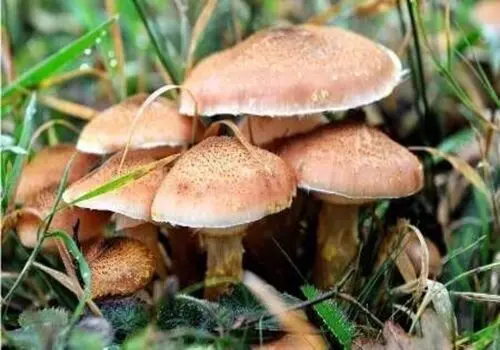 بهترین روش نگهداری قارچ در یخچال و فریزر