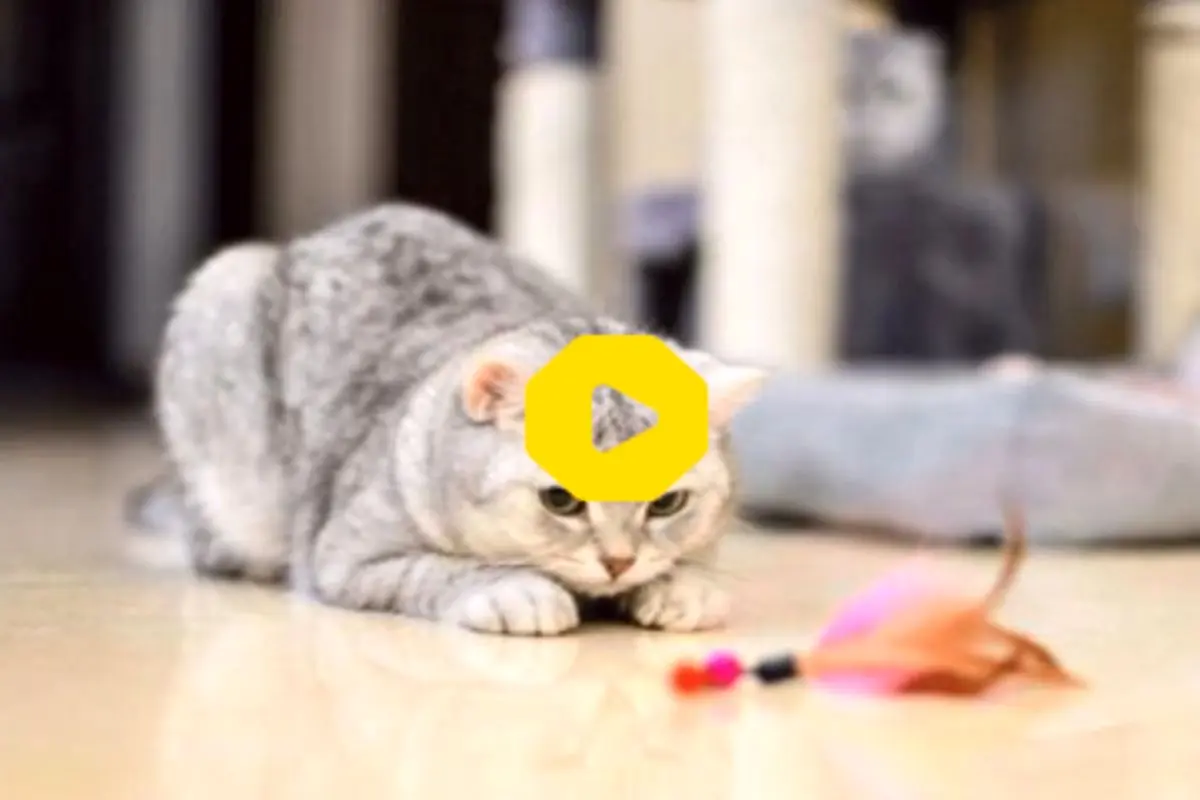 هوشمندی حیرت برانگیز گربه در شکار موش+ فیلم
