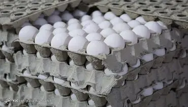 قیمت جدید تخم مرغ اعلام شد