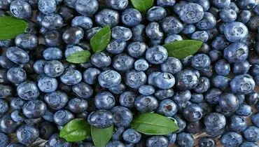 بلوبری دشمن آلزایمر است