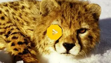 چرا ایران پسرانش را نمی‌پذیرد؟+فیلم