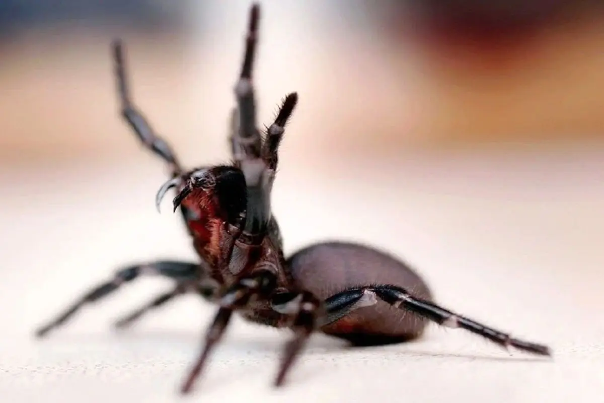 فواید زهر عنکبوت ها و مارها برای درمان بیماری های خطرناک