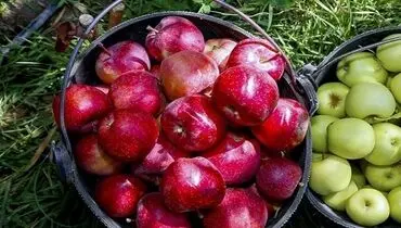 قیمت میوه ۱۰ درصد کاهش می یابد