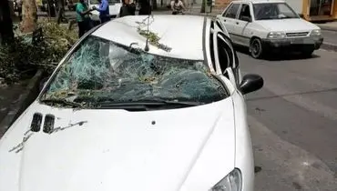 لحظه سقوط درخت بر روی ۲۰۶ در شیراز خیابان قانی + فیلم