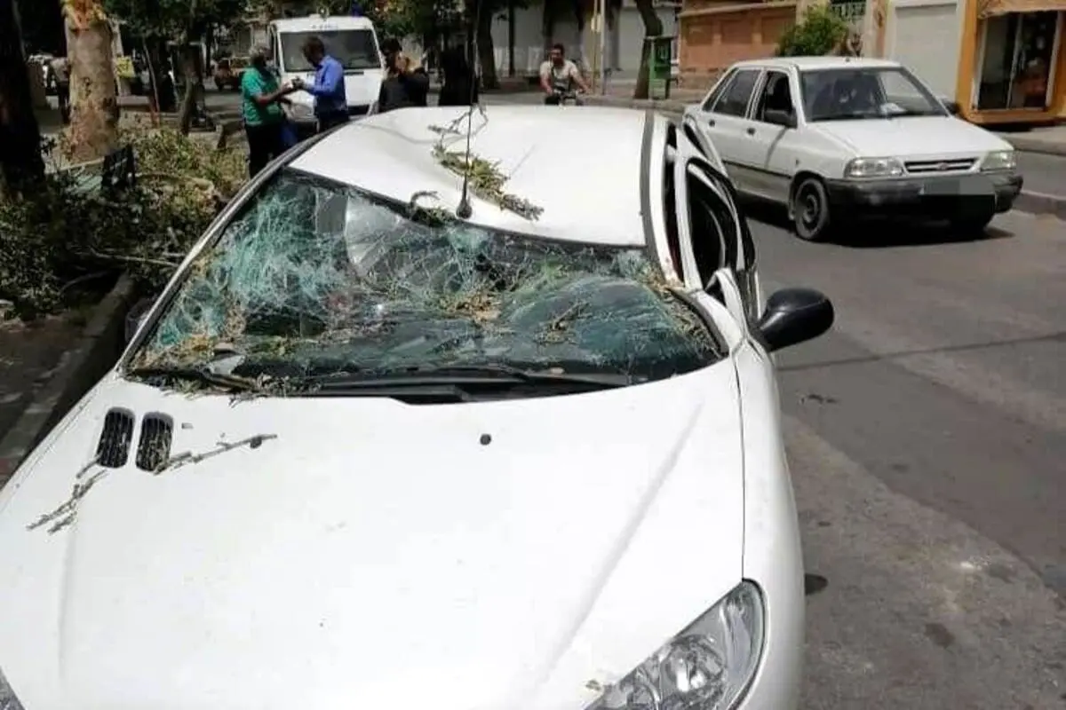لحظه سقوط درخت بر روی ۲۰۶ در شیراز خیابان قانی + فیلم