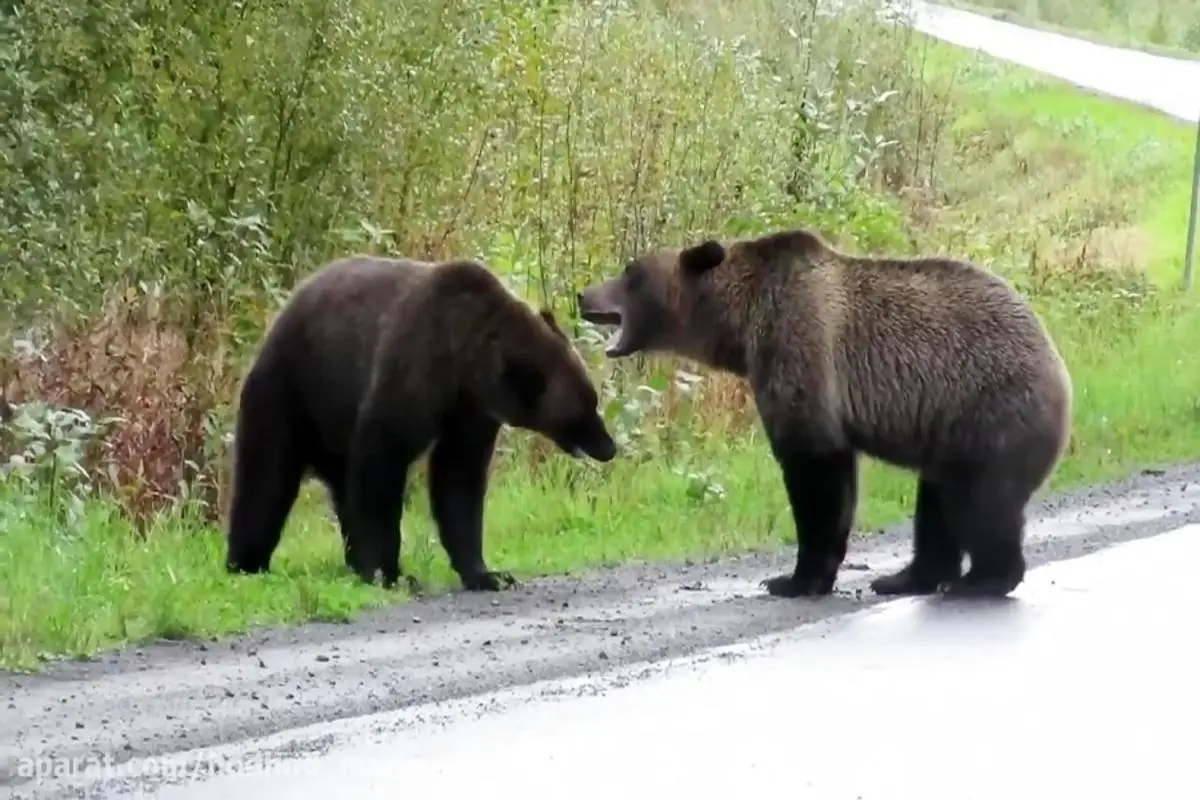 کتک کاری دو خرس در جنگل! + فیلم
