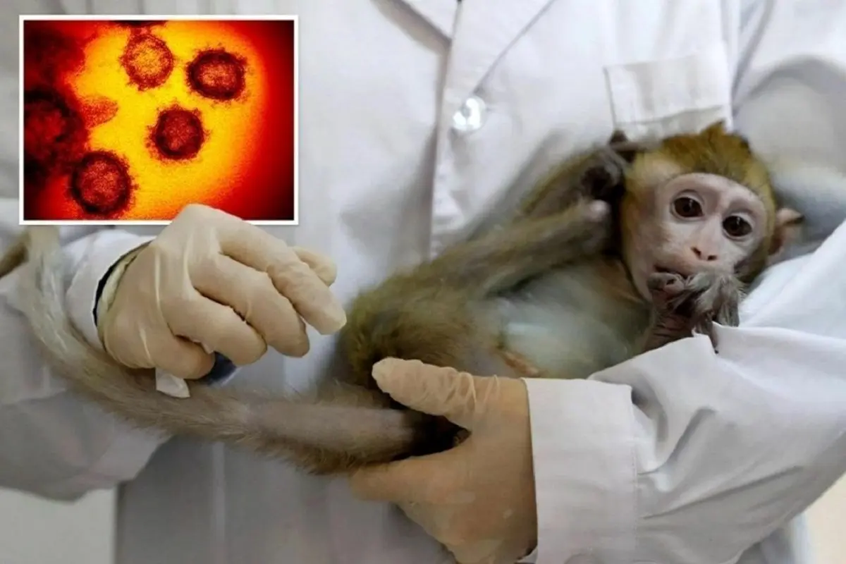 اقدامات احتیاطی برای کنترل بیماری آبله میمونی
