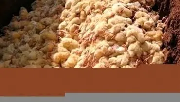 عباسی: نیت اصلی معدوم سازی جوجه‌های یک روزه افزایش قیمت مرغ و تخم مرغ است