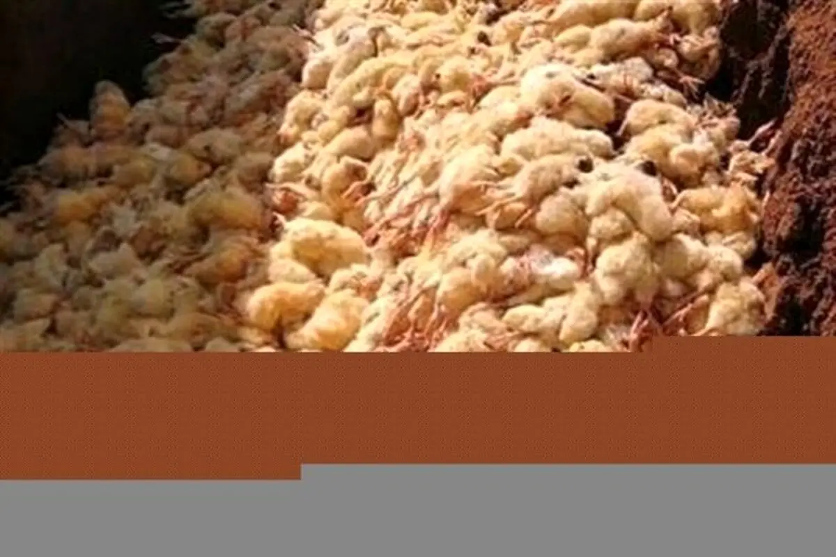 عباسی: نیت اصلی معدوم سازی جوجههای یک روزه افزایش قیمت مرغ و تخم مرغ است