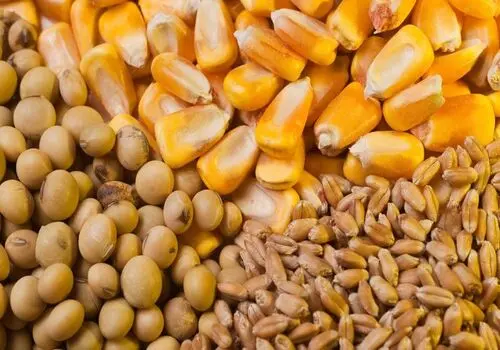 قیمت انواع نهاده های دامی و محصولات کشاورزی ۱۵ فروردین ۱۴۰۵ +جدول