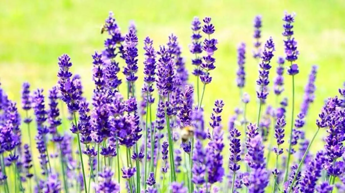 اسطوخودوس؛ گیاهی آرام بخش+خواص دیگر