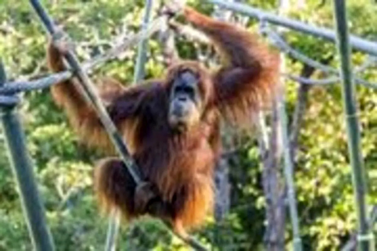 حمله وحشتناک اورانگوتان خشمگینِ زندانی در باغ وحش به یک انسان + فیلم