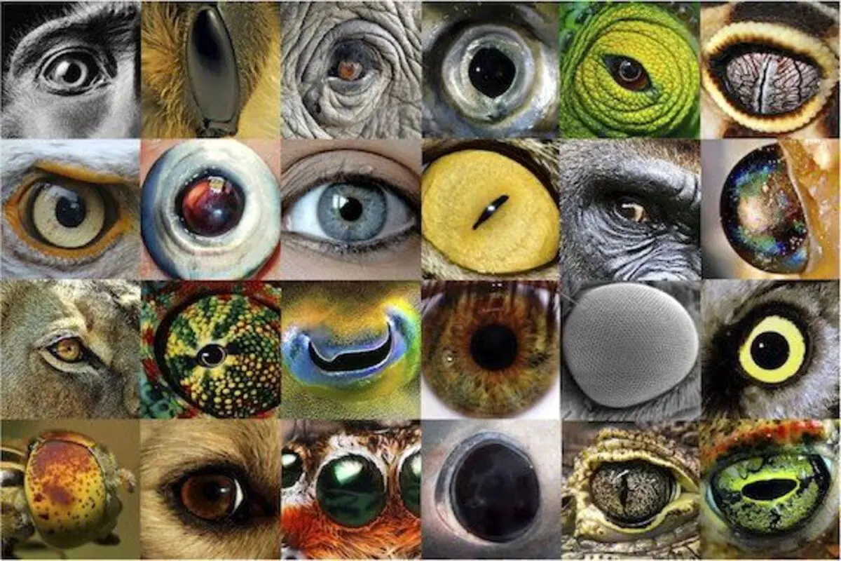 حیوانات چه رنگ‌هایی و چگونه می‌بینند؟