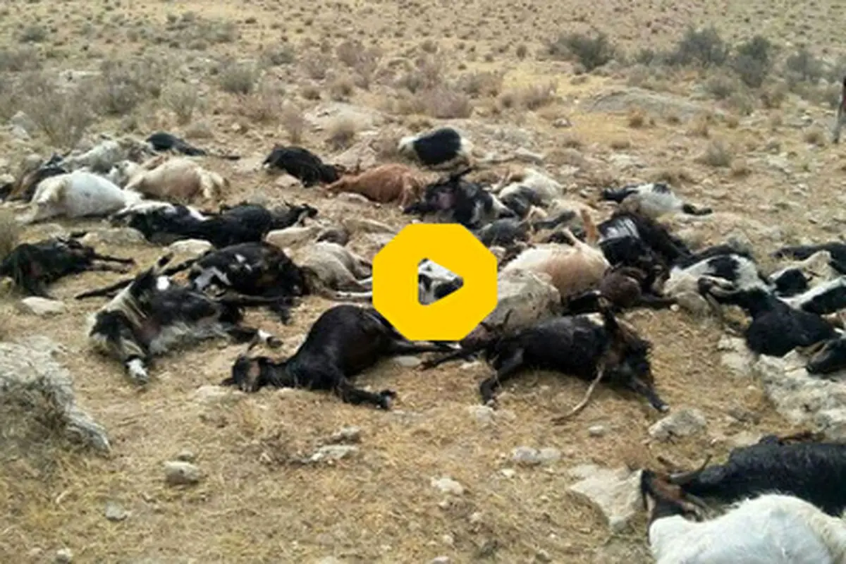 تصادف وحشتناک و دلخراش یک پیکان با ۴۰ راس گوسفند!+ عکس