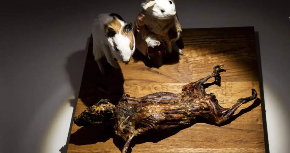 نفرت‌انگیزترین غذا‌های جهان؛ از سوسک تا سیرابی!