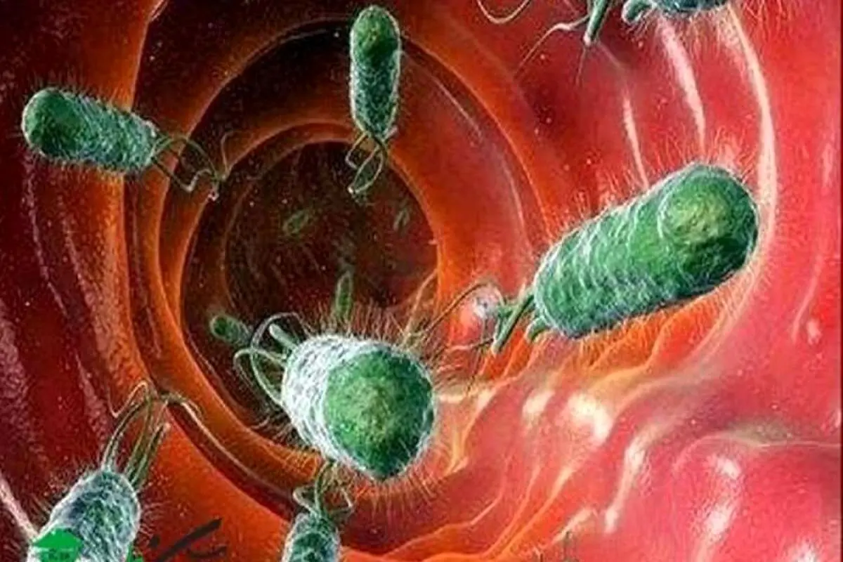 زندگی میکروب ها با انسان از گهواره تا گور