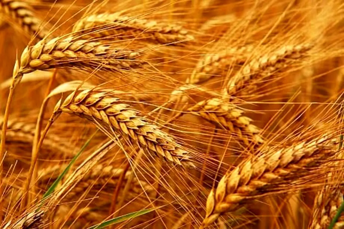 تولید گندم در ایران ۴ میلیون تُن افزایش می‌یابد