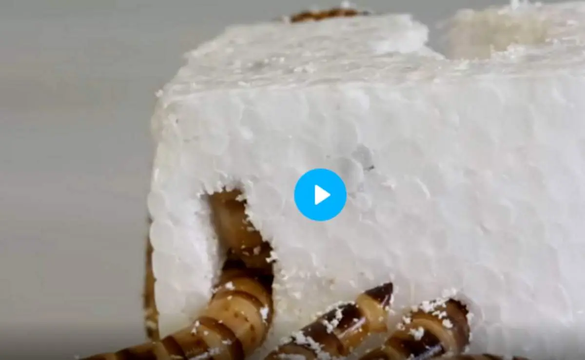 بازیافت زباله‌ها با کرم‌های پلاستیک خوار+فیلم