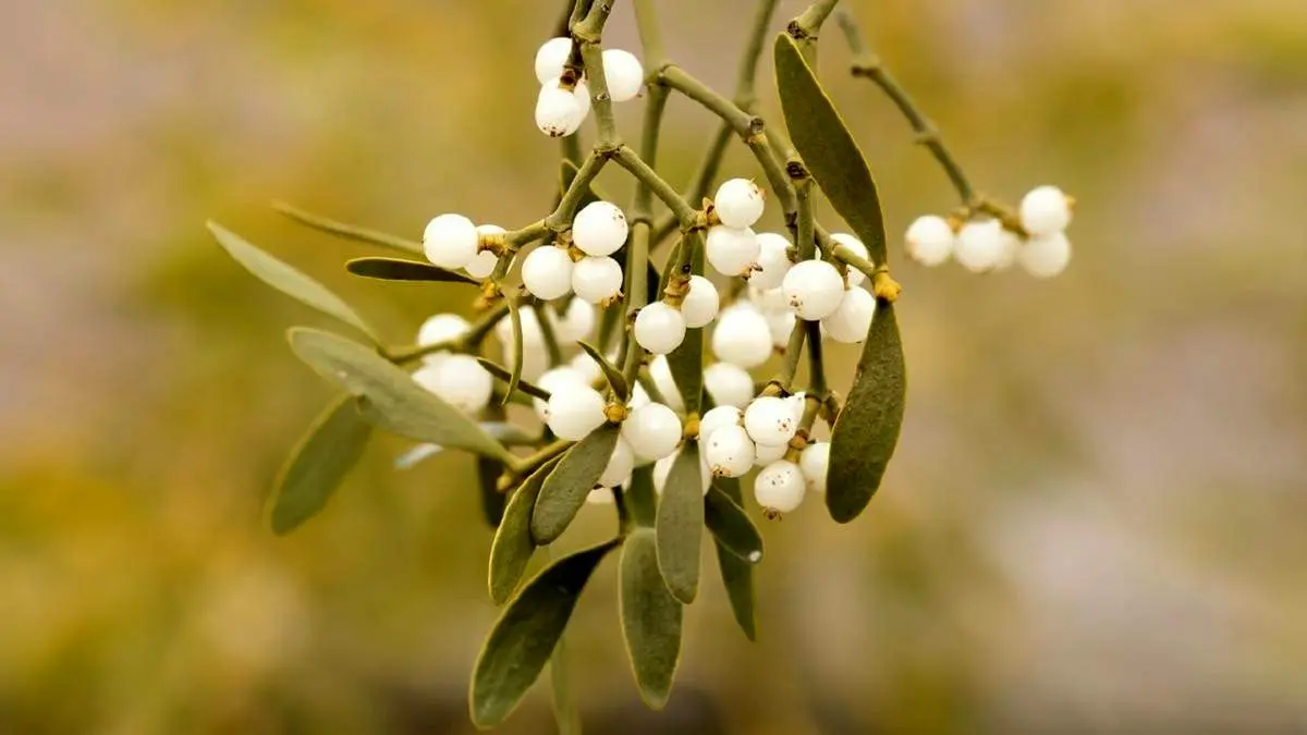 چسب زخم گیاهی ابداع شد