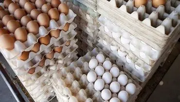 «عراق با فشار ترکیه واردات تخم مرغ ایران را ممنوع کرد»
