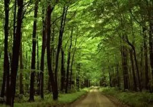 این کشورها بزرگترین منابع طبیعی را دارند+جزئیات