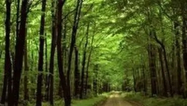 ذخیره آبی جنگل‌های شمال ۳ میلیارد مترمکعب در سال