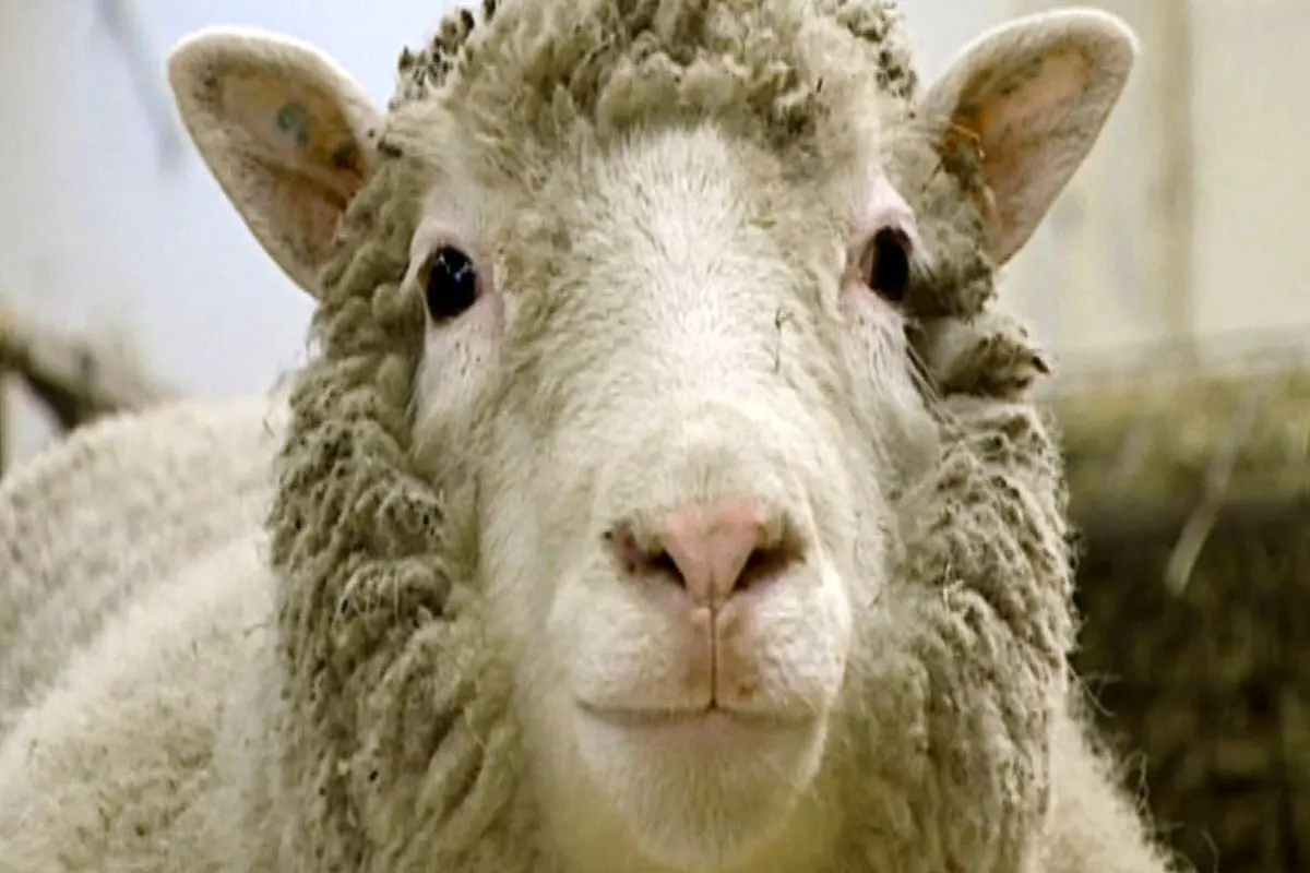 گله گوسفندان منقش به حرف Z جنجالی شد! + فیلم