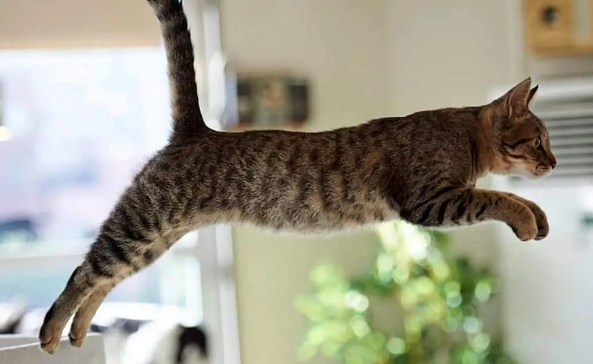 تلاش های خنده دار یک گربه برای پریدن از دیوار+ فیلم
