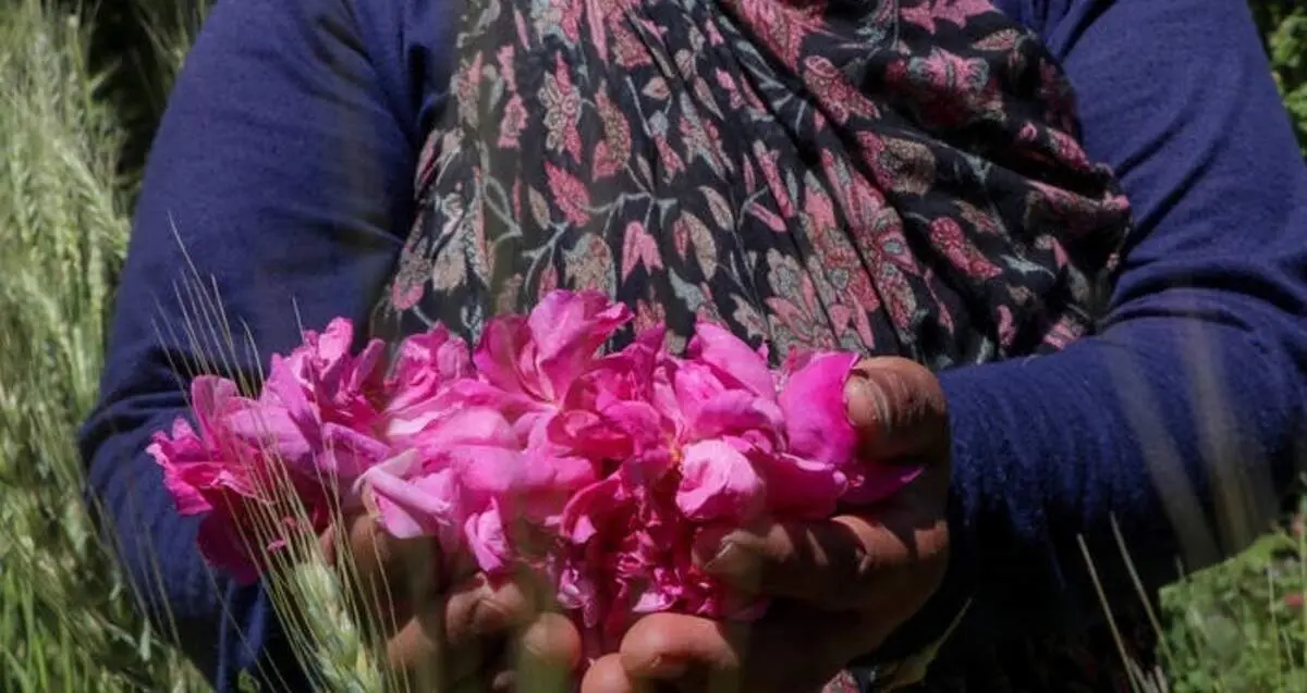 جشنواره برداشت گل محمدی در آذربایجان شرقی