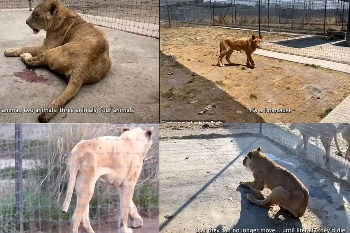 تصاویری دلخراش از حال وخیم شیرهای یک باغ وحش در مکزیک+ فیلم