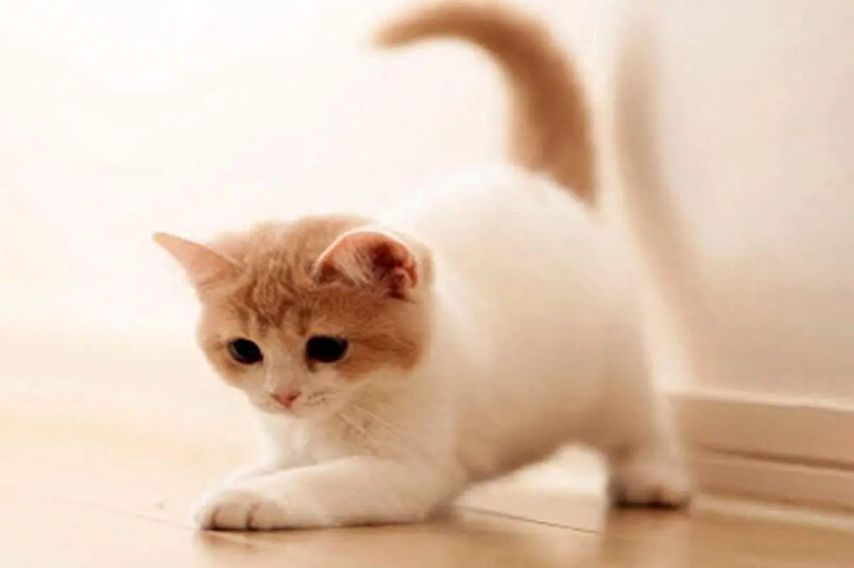 گربه ناخوانده وسط برنامه زنده تلویزیونی! +ویدیو