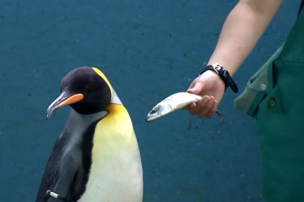 وقتیکه پنگوئن‌ ها ماهی ارزان نمی خورند!+ فیلم