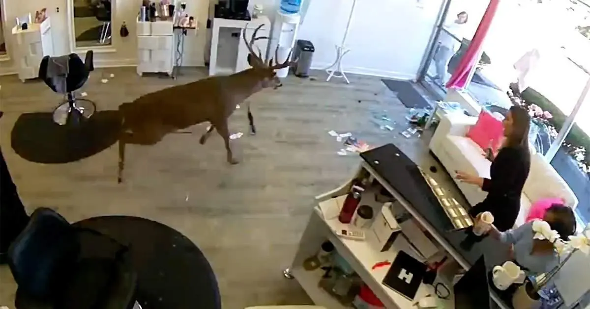 ورود وحشتناک یک گوزن به آرایشگاه+ فیلم