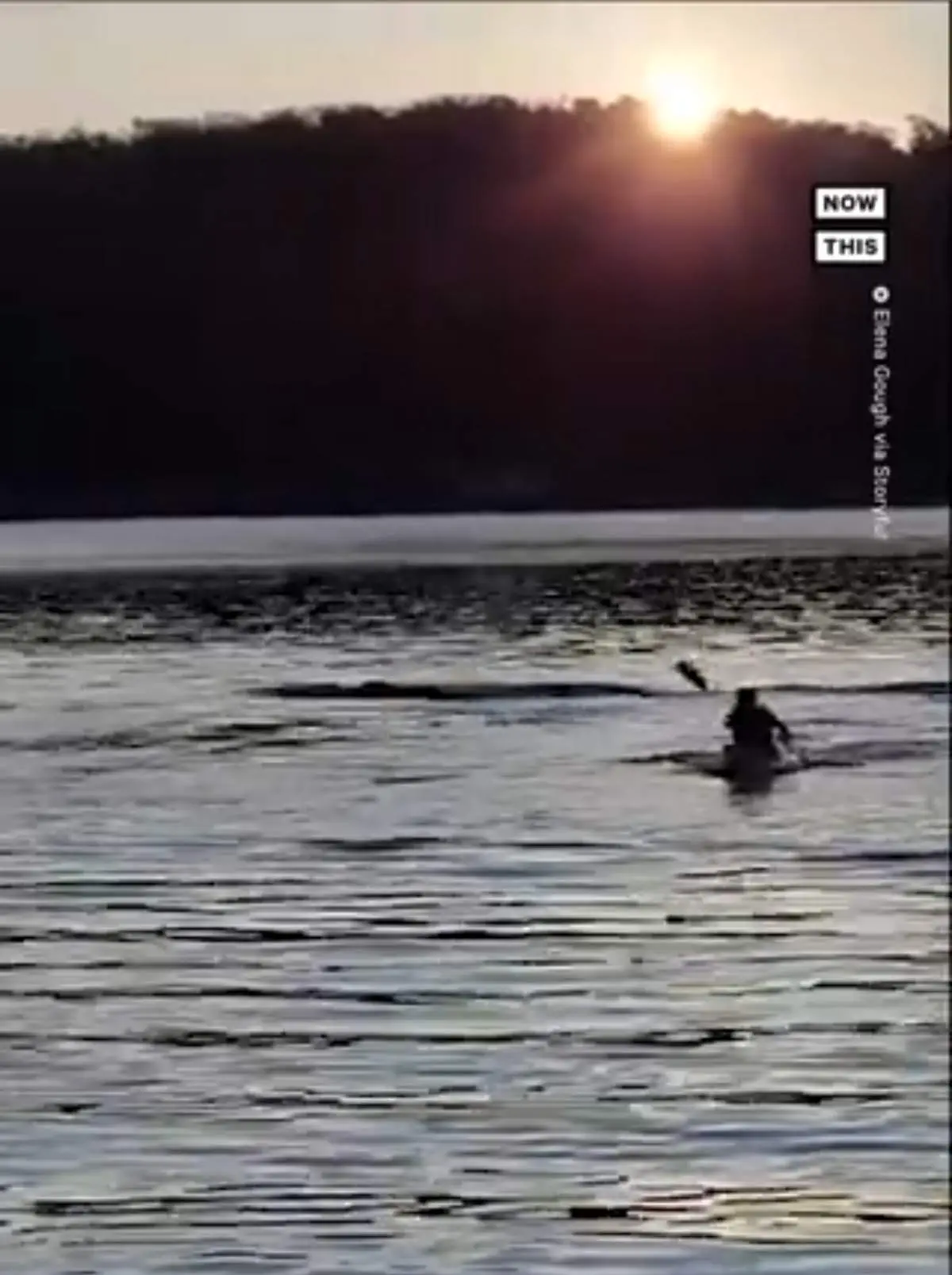 لحظه مواجه شدن کایاک سوار با نهنگ+ فیلم