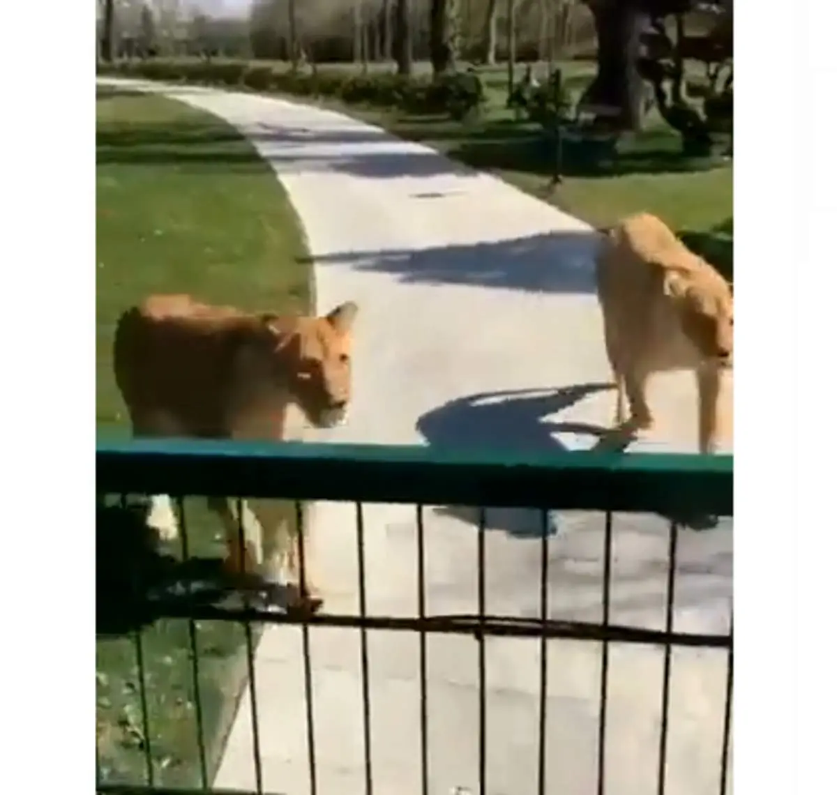 دیدار دو توله شیر با یک خانم پس از ۷سال دوری+فیلم