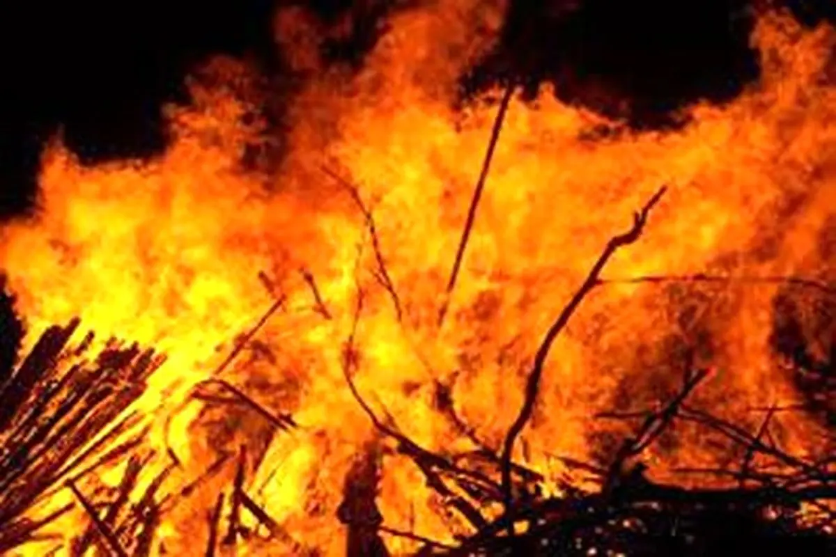 یک خانواده، جنگل شیراز را به آتش کشید! + فیلم