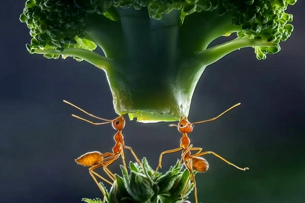 تصاویر شگفت انگیز از مورچه‌ ها