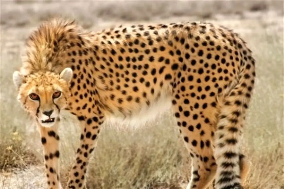 آوازهای غمگین یوزپلنگ ایرانی