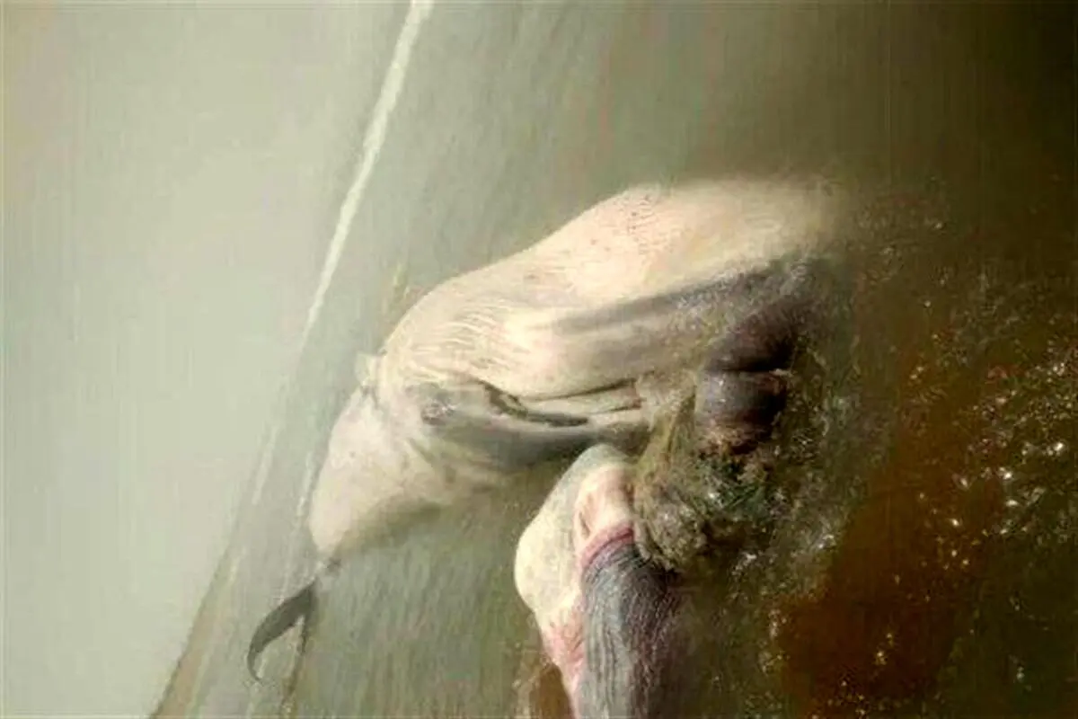 کشف لاشه یک نهنگ در ساحل بندر چابهار+فیلم
