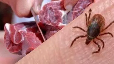 جمع آوری مراکز عرضه گوشت در کنار جاده‌ها