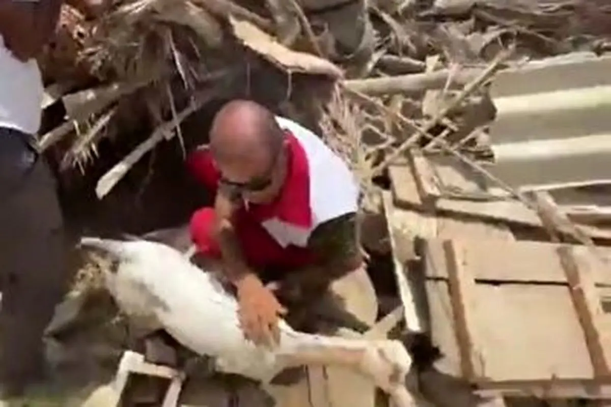 نجات دام‌های زنده از زیر آوار توسط امدادگران+فیلم