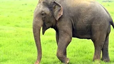 احیای قلبی خارق‌العاده یک فیل پس از ایست قلبی+ فیلم
