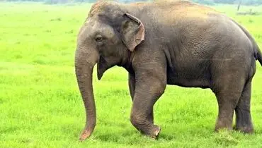 درخواست کمک یک فیل مادر از انسان‌ها برای نجات فرزندش+ فیلم